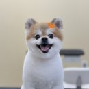 윈썸그루밍 이미지