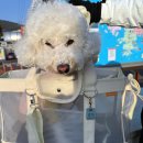 동백섬민박 | 거제 지심도 동백꽃과 아름다운 자연 풍광 그리고 일제 시대의 상흔