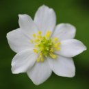 바람꽃