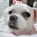 행복 애견방 이미지