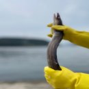 바다장어 이미지