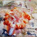 바다 FISH 이미지