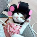 고양이 모자 | 다이소 고양이 팻 파마머리모자 후기