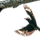 새야새야 이미지