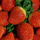 고시농장 이미지