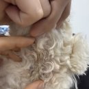 우리덕구 동물병원 이미지