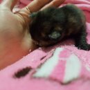 페토브 동물병원 이미지