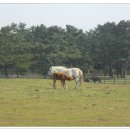 평화목장2 이미지