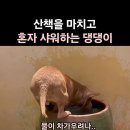 암탉, 들켰다,큰 일났닭 이미지