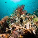 마나도 부나켄 해양 국립공원 완벽 가이드 (2025) 이미지