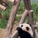 오이모
