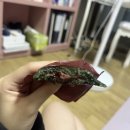마케팅 인턴 일기 #6(+ 중복값 표시 및 제거/글씨 굵게 만들기)