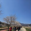 [강화나들길 수요스터디]20260408 제14코스 강화도령 첫사랑 길을 걸었습니다. 이미지