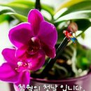 하늘나무 Daum카페