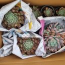 먼로농장 이미지