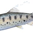 간동주유소 이미지