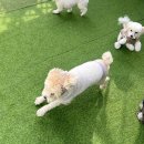 본유치원 | 강아지 유치원 보내 본 후기 (멍더가든 애견유치원 일일체험/데이케어)