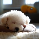 리사앤루이 프리덤 이미지