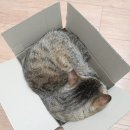 스넥박스 이미지