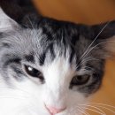 구구뱅뱅 이미지