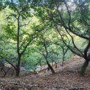 (주)정안 | 공주 정안 알밤 생율밤 예약! 다음주 초 10월 중순이후 출발예정 햇밤 햇알밤 공주밤 정안밤 예약받아유~