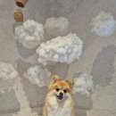 두루두루 | 포토스팟 견생샷 가능한 서울근교애견카페 양주 장흥 두루두루 후기