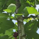 봉산농장 이미지