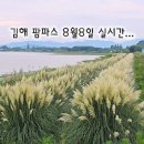 불암역 1번출구(부산방향) | 김해 불암동 팜파스 군락지 정보 대저생태공원 25년8월8일 촬영