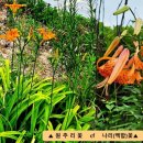 꽃나빌레라