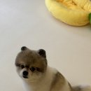 뭉블리 이미지