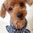 펫츠베이