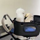 구피애견 | 구영 갈매기 재방문 울산 실내 애견 동반 식당