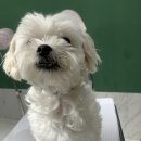 두부네 펫살롱 이미지