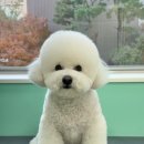 하이해피 이미지