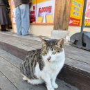 전주중앙초등학교 | 전주한옥마을 먹거리, 만년닭강정 한옥마을직영점
