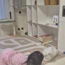 고양이 애니멀커뮤니케이터 에밀리 동물힐링숲 솔직후기