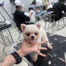 한국반려견미용학원 - 6853 | 한국반려견미용학원