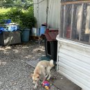 황금우렁쌈밥 이미지