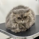 쥬디캣(Judy Cat) 이미지