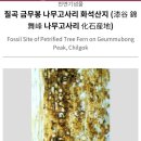 칠곡 금무봉나무고사리화석산지 이미지