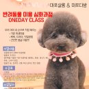 하이펫살롱 - 거제시 중곡1로 92 | 하이펫살롱