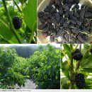 행안농장 이미지