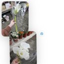 (주)아성다이소 대구칠성점 | W09. 대구 경산 웨딩촬영 생화 부케 부토니에 셀프로 만들기 생생 후기 (카라부케, 레드 거베라 서브부케)