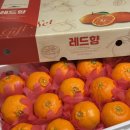 청정팜 | 제주 레드향 부자팜 명절선물세트 5kg 택배 내돈내산 후기