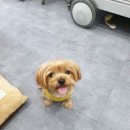 아델 동물병원 이미지