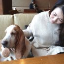 더 도도하개 이미지