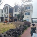 올레리조트 | 제주 애월숙소 동남아 풀빌라 느낌 올레리조트 솔직후기