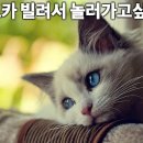 티오피렌트카 네이버블로그