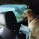 통영반려견 셀프목욕탕 이미지