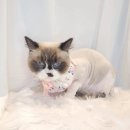 양이멍이 이미지